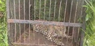 Leopard trapped in bone at Tirumala