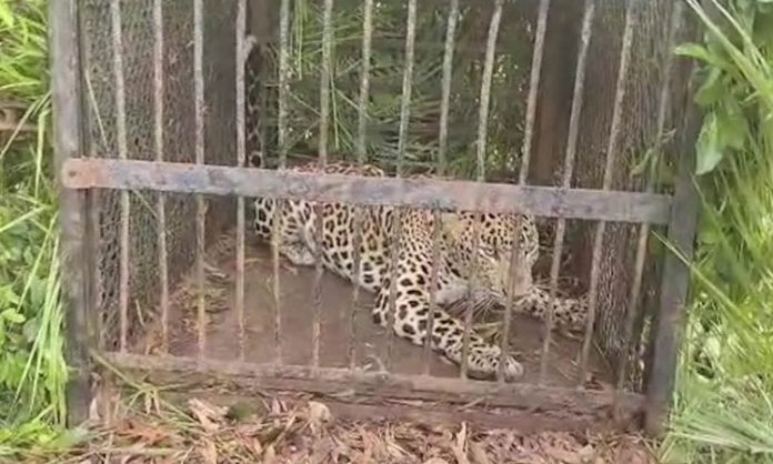 Leopard trapped in bone at Tirumala