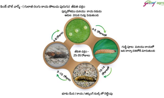 Prevention of pink bollworm in cotton crop