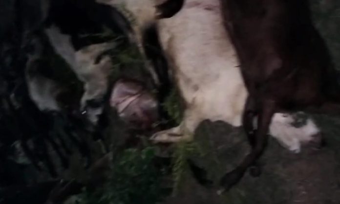 40 sheep dead in Nagar kurnool