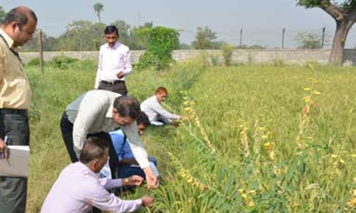 Innovative plans for agroforestry development