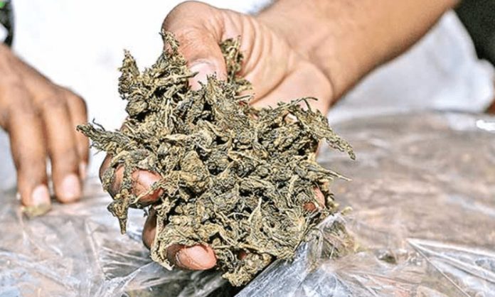 Huge ganja seized in Bollaram