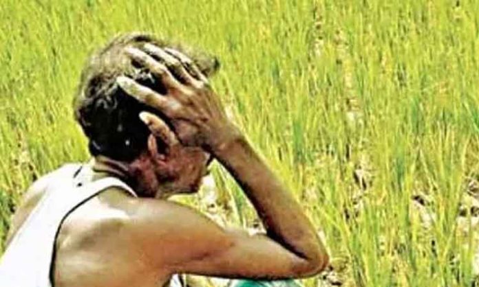 Poor cultivation of Rabi crops