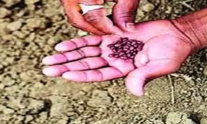 Telangana is internationally renowned for its seed products