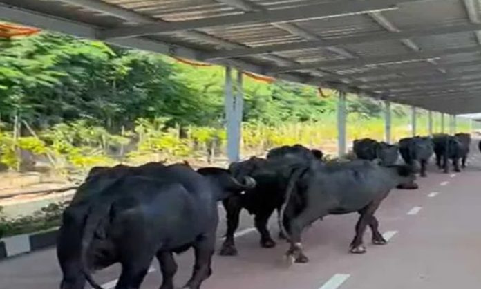 Negligence of HMDA officials... buffaloes roaming on the cycle track