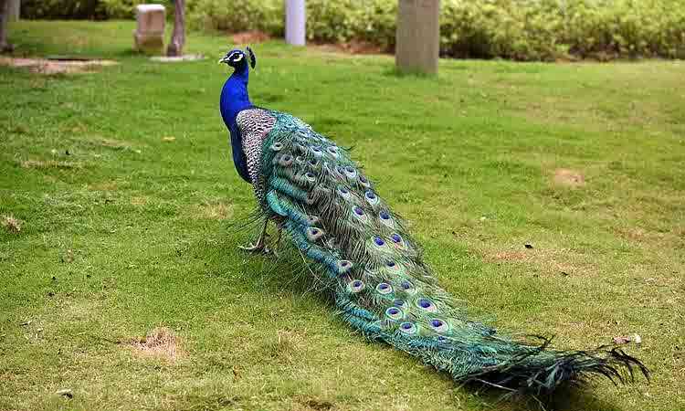 Peacock