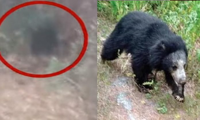 Bear found in dammannapet