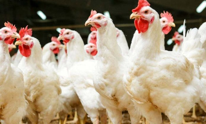 Chicken rate decreased in Karthika masam