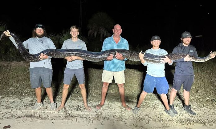 Big Size Python Found in Florida