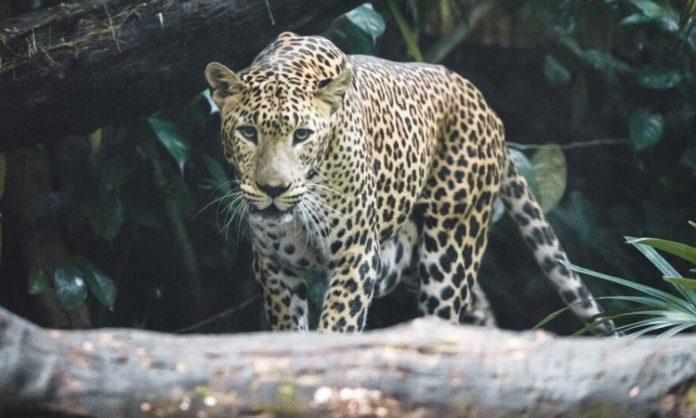 Another leopard spotted on Tirumala walkway