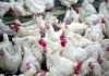 Reduced chicken prices in Telangana