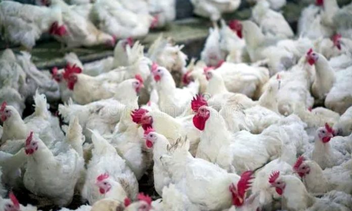 Reduced chicken prices in Telangana
