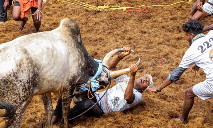 42 people injured in Palamedu jallikattu