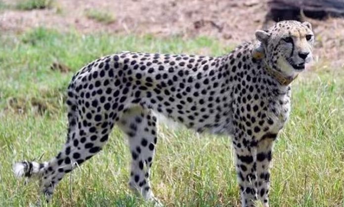 Another Namibian cheetah passed away at MP