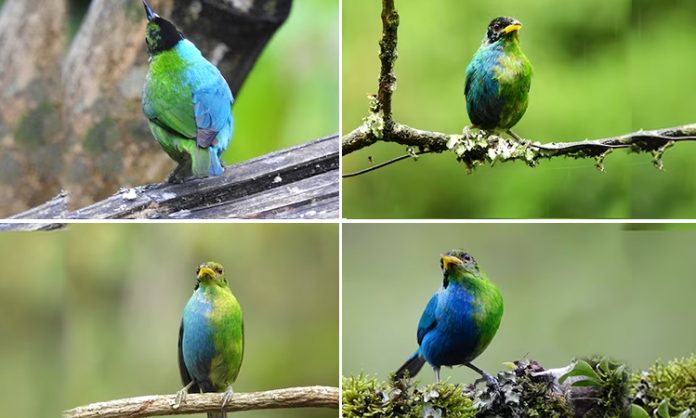 Scientists Capture Rare half male and half female Bird