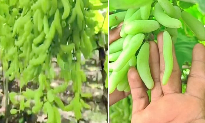 Karnataka farmer farming three Inches Grapes
