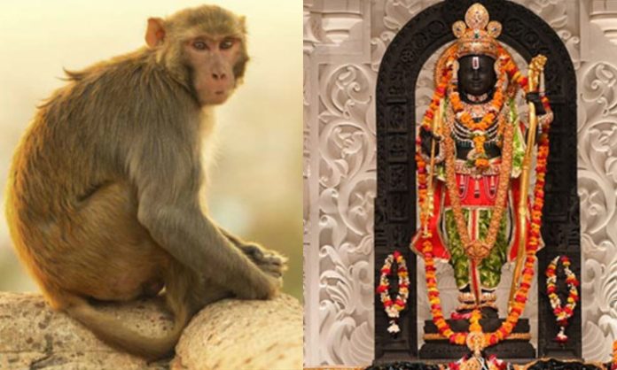 Monkey enters into Ayodhya Temple