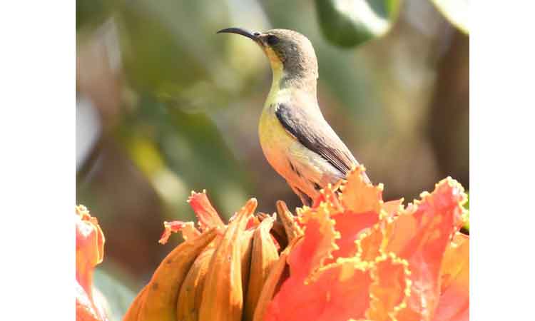 Bird 3