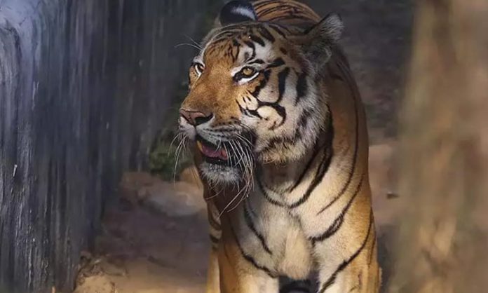 Tiger Hulchul in East Godavari District