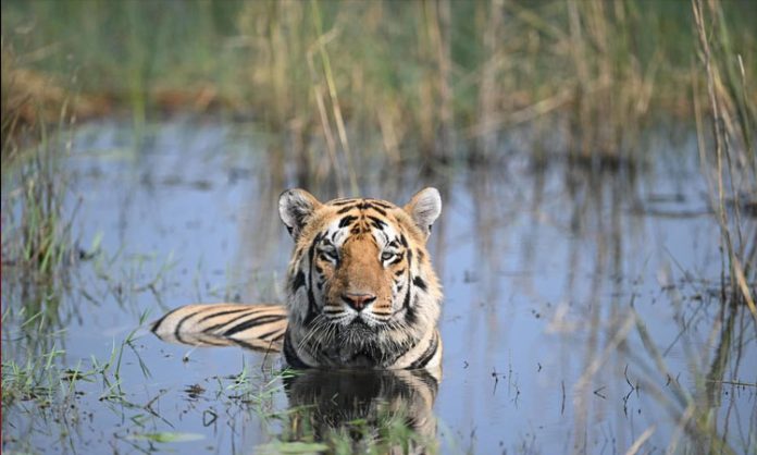 Tiger in Tadoba Tiger Reserve