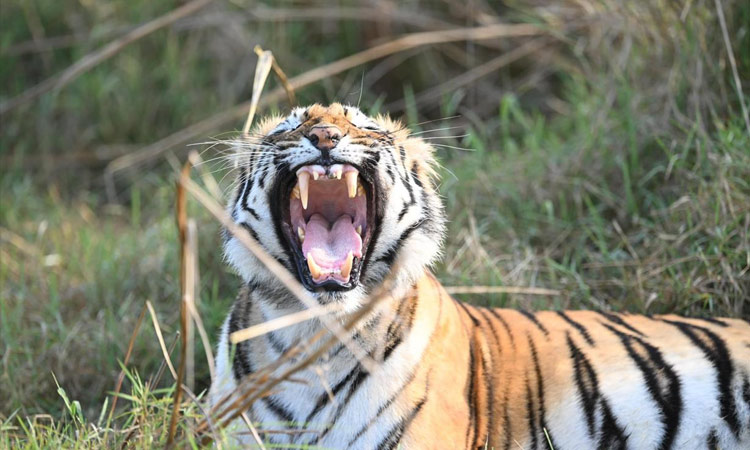 Tiger in Tadoba Tiger Reserve