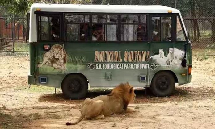 Tragedy in Tirupati Zoo... Lion kills man