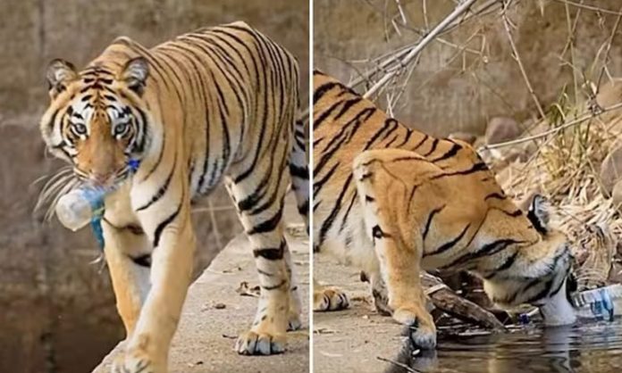 Wildlife photographer records tiger picking up plastic bottle