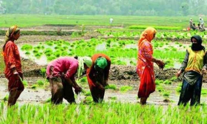 Conspiracies to bind agriculture sector to corporate companies