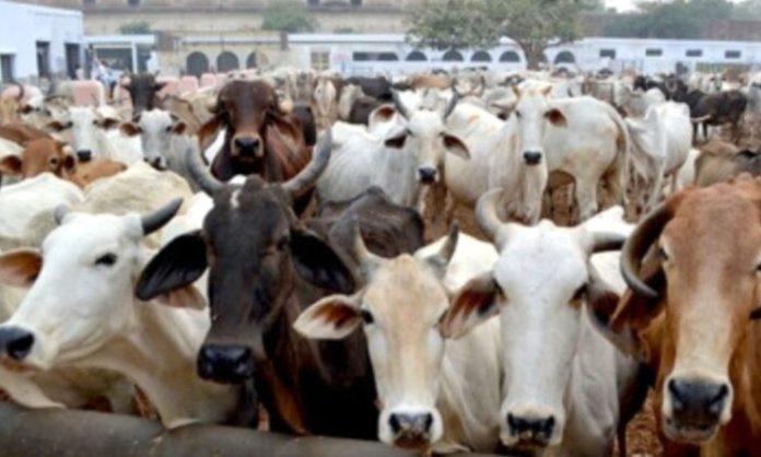 Rs 3 Crore Scam In Department of Animal Husbandry in Telangana