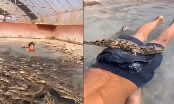 Boy swimming with crocodiles