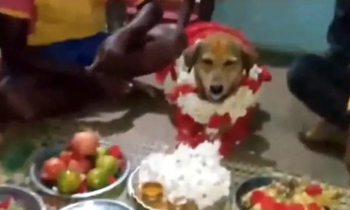 Karnataka family celebrates baby shower for dog