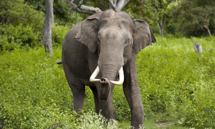 Wild Elephant Kills One in Wayanad