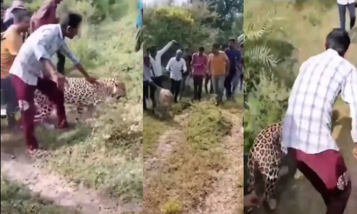 Leopard hit drug