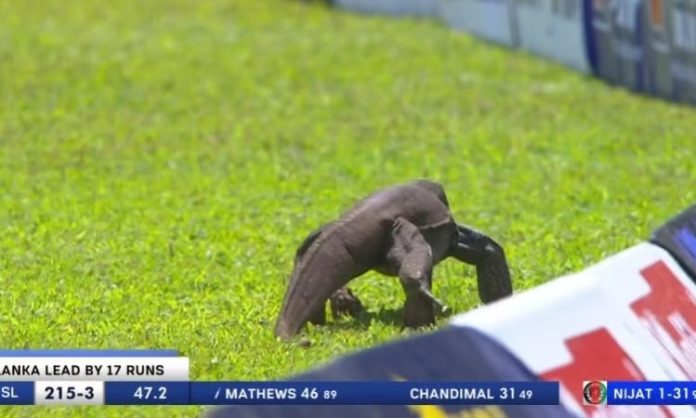 SL vs AFG Test: Monitor Lizard Stops Play On Day 2 In Colombo