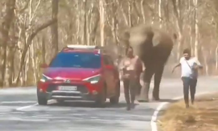 man escaped an elephant attack on Bandipur-Wayanadu National Highway