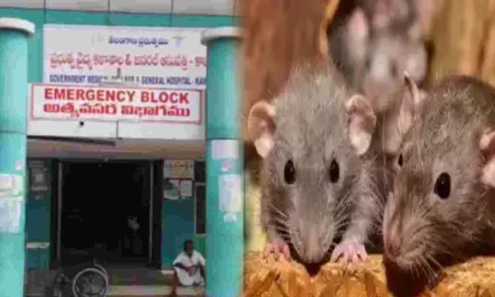 2 Doctors Suspended due to Rat biting incident in Kamareddy Hospital