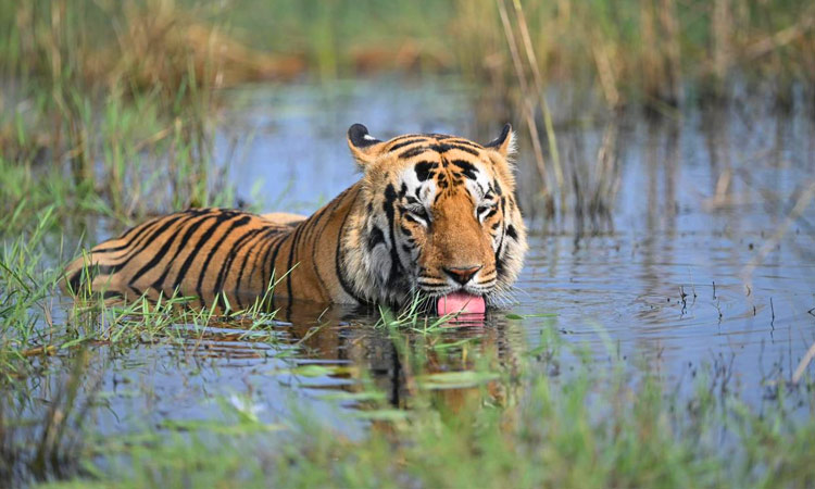 Tiger in Tadoba Tiger Reserve