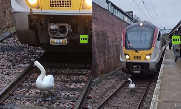 Swan on tracks delays trains