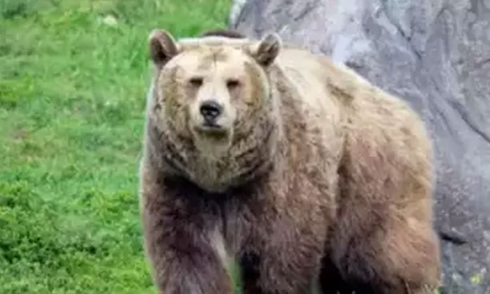 Two killed in bear attack
