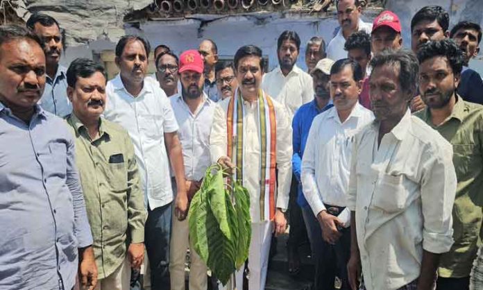 MLA Vemula Prashant Reddy planted the sapling