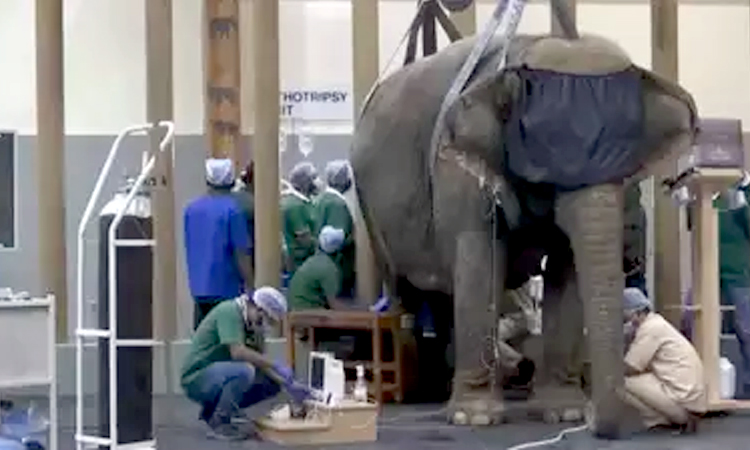 Reliance Build Huge Hospital for Elephants in Jamnagar