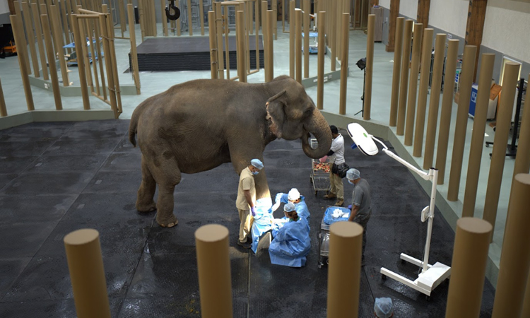 Reliance Build Huge Hospital for Elephants in Jamnagar