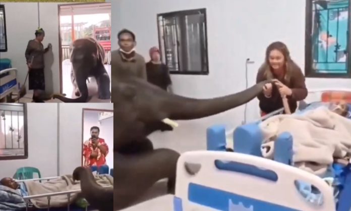 An elephant came hospital visit caretaker