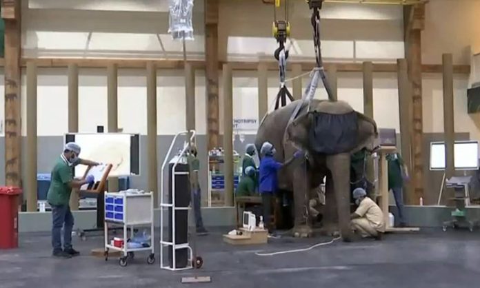 Reliance Build Huge Hospital for Elephants in Jamnagar