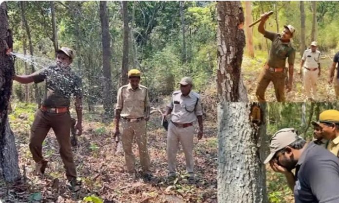 Miracle in Papikondala forest