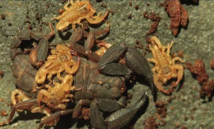 Researchers camping in Thailand discover a new scorpion