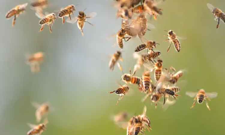 Bee attack on labors