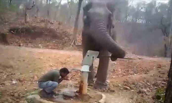 Elephant helped thirsty man