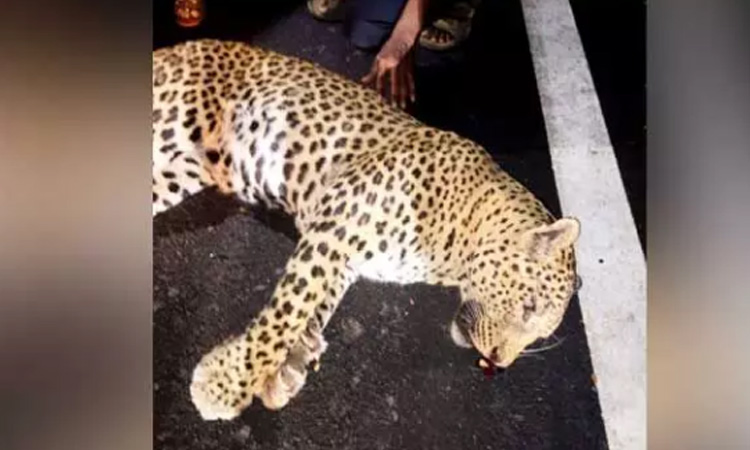 Leopard dead in Road accident in Mahaboobnagar