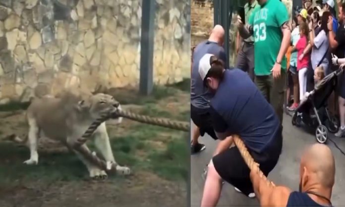 Professional wrestlers stand no chance playing tug o war with lioness